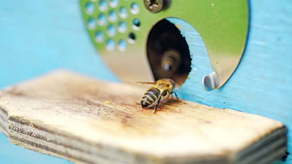 Poate veninul de albină să lupte împotriva cancerului la sân?